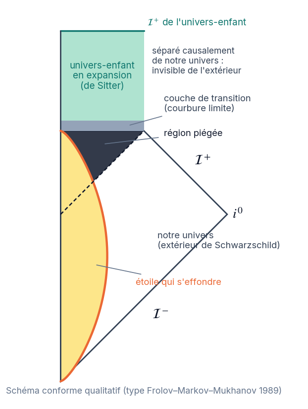 Diagramme conforme : en bas, une étoile jaune qui s’effondre ; au-dessus de l’horizon, une région sombre ; une fine couche grise ; au-dessus, une grande région verte, l’univers-enfant en expansion